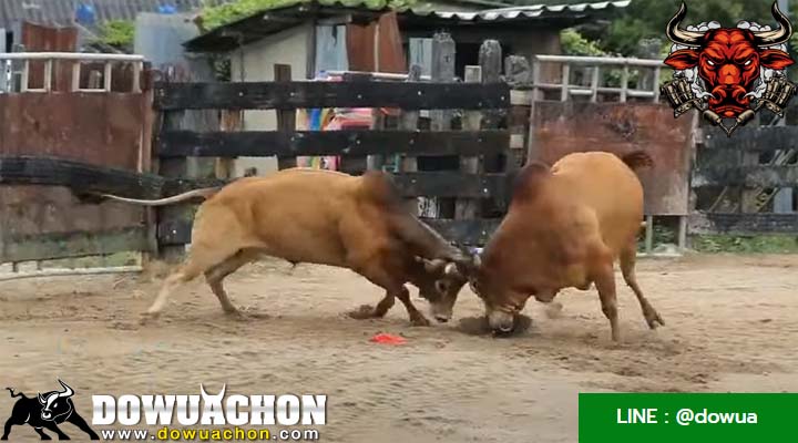 ดินเนื้อทองVSบุญรอด
