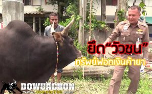 หนุ่มค้ายาฟอกเงินผ่านวัวชน