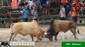ซุปเปอร์เล็กVSอ้ายลุ้น