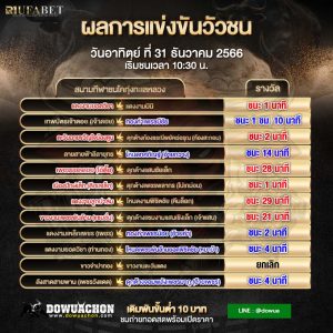 ผลวัวชน31-12-66