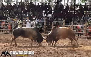 เทพบุตรVSโคโหนดหลังขาวชัยชนะ