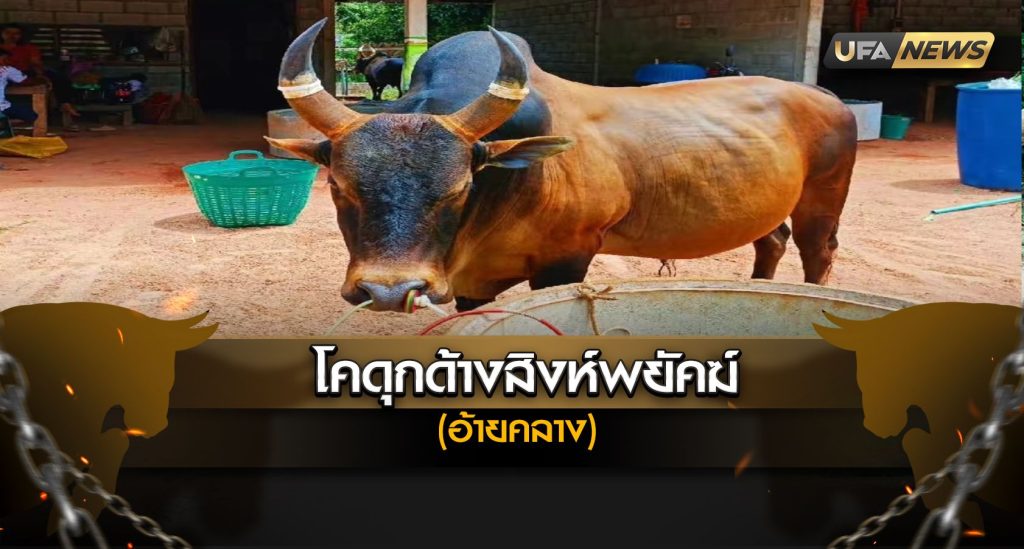 โคดุกด้างสิงห์พยัคฆ์