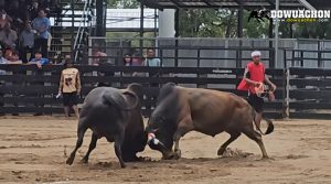 ลังสาดอภินิหารVSโหนดงามนรสิงห์