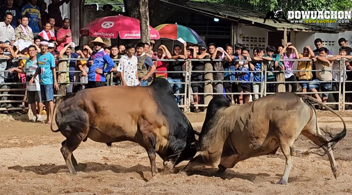 ลังสาดหนึ่งสยามVSทองคำสองแผ่นดิน