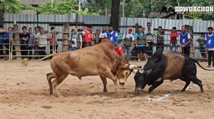 แดงงามเจริญทรัพย์VSโหนดงามคาราบาว